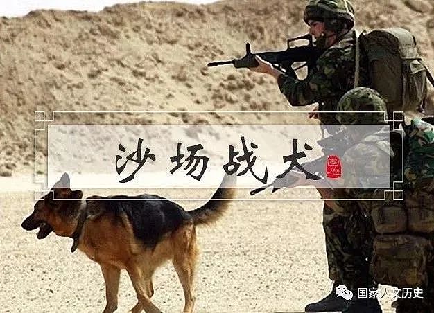 一只军犬的使命：战争时期冲锋陷阵，和平时代保驾护航 - 1