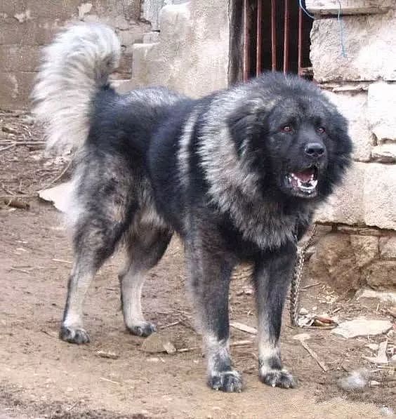 “北欧巨兽”高加索犬：俄罗斯国宝犬种，养了这狗才是真有安全感！ - 2
