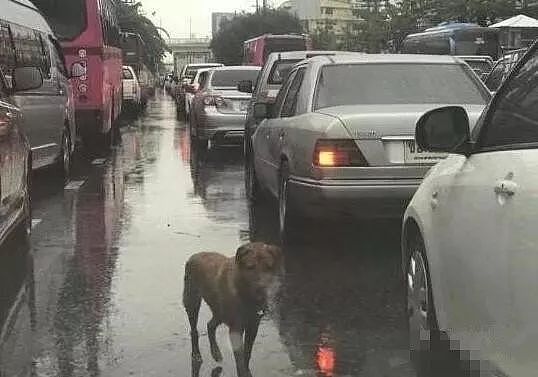 狗狗冒雨扒车，受尽白眼，只为寻找自己的主人 - 6