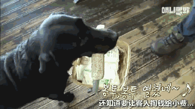 狗狗在韩国饭店服务七年，业务精湛存下不少小费 - 8