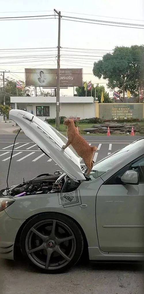 网友车子坏了，停在路边修理，没一会就被一只橘猫霸占了，还... - 1