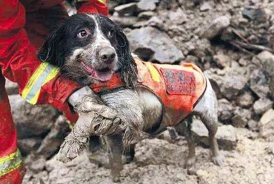 十年前的汶川地震，它们发现了70%的幸存者！向搜救犬致敬！ - 1