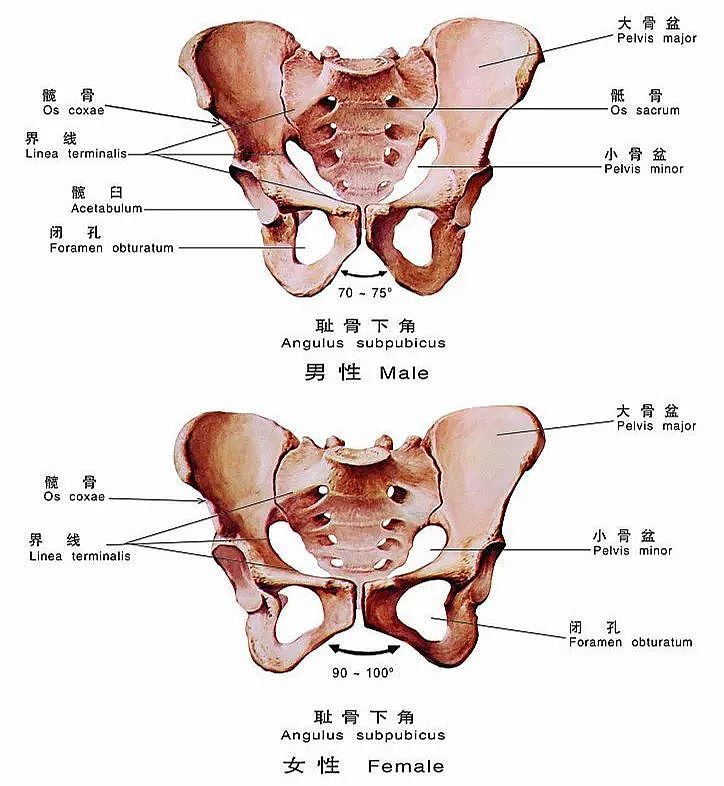 驼背、盆骨前倾的自我矫正方法, 胸部圆挺,顺便增高2~4cm ▏瑜伽解剖学 - 3