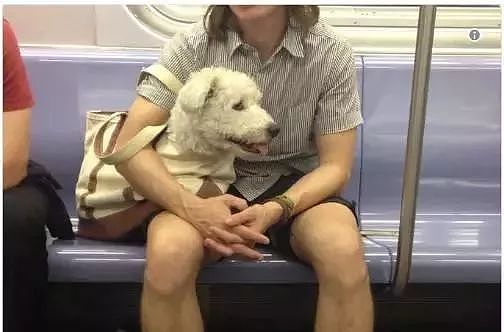 把狗装起来就能乘地铁！可这只萨摩耶却被拦了下来，原因是... - 15