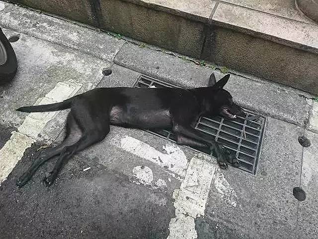 狗狗热到中暑瘫倒在地，路人的暖心举动让所有人感动！ - 2