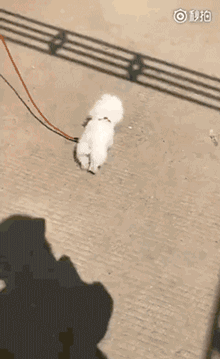 小狗在路上看到铁架子的影子，它竟然玩起来了跨栏..... - 1