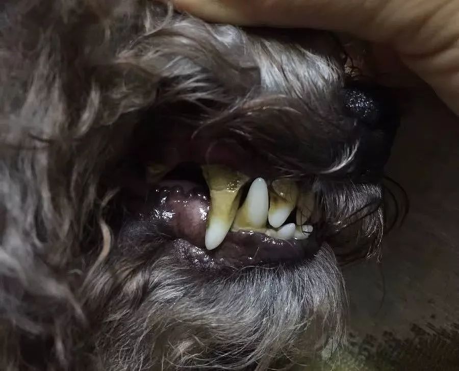 狗狗呲牙装凶，压根儿没发现门牙掉了，场面一度崩坏… - 8