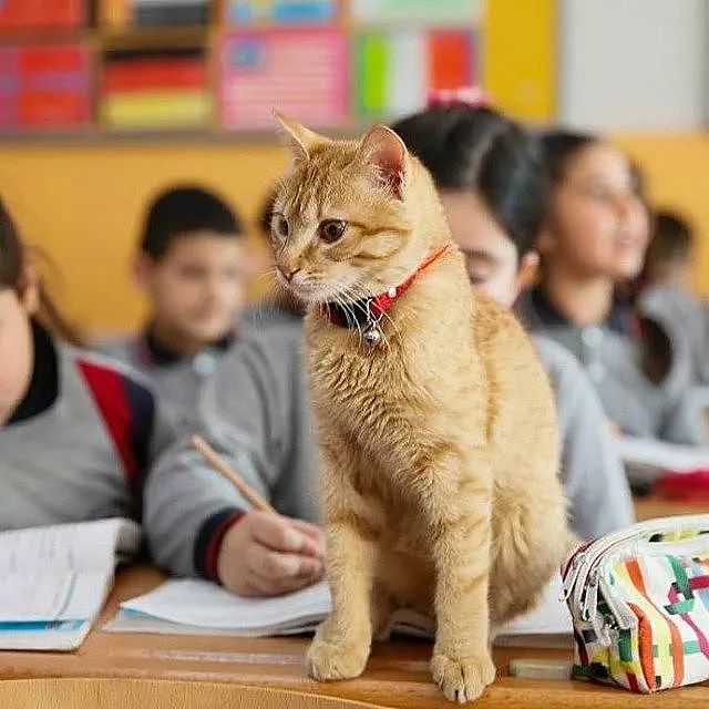 误入课堂的橘猫从此赖着不走，被勒令“退学”后竟茶饭不思 - 10
