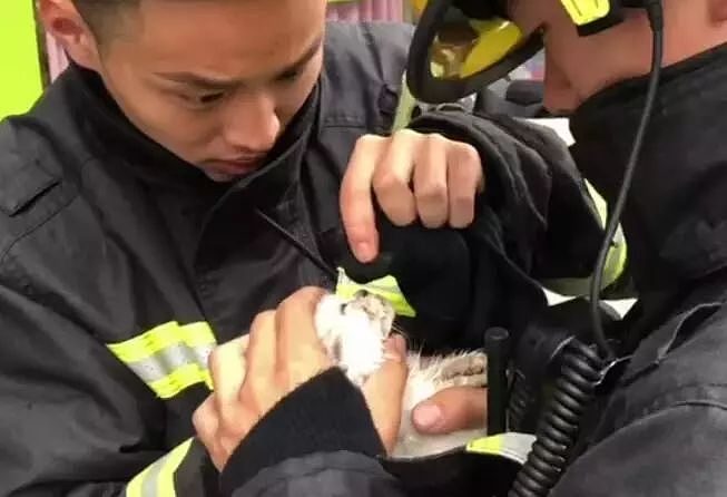 正能量！宠物店起火，消防员们为20多只猫狗做心肺复苏！ - 7