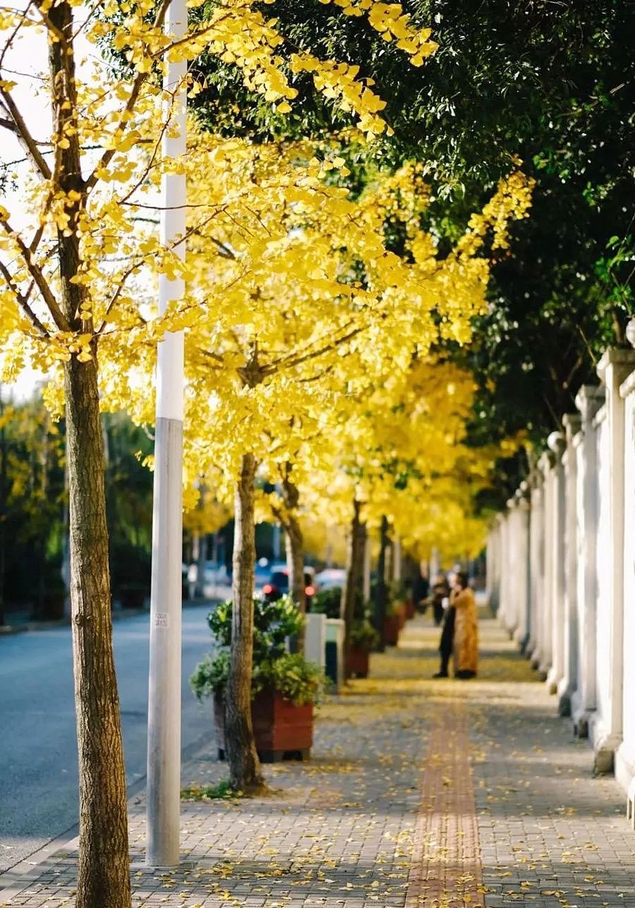 上海最美的秋天，最浪漫的落叶，一定要去这条街 - 5