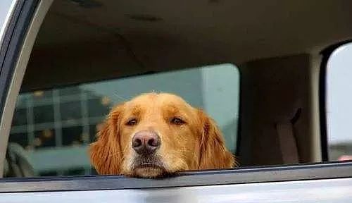 为什么狗狗坐车时喜欢将头伸出窗外？居然还有科学道理！ - 12