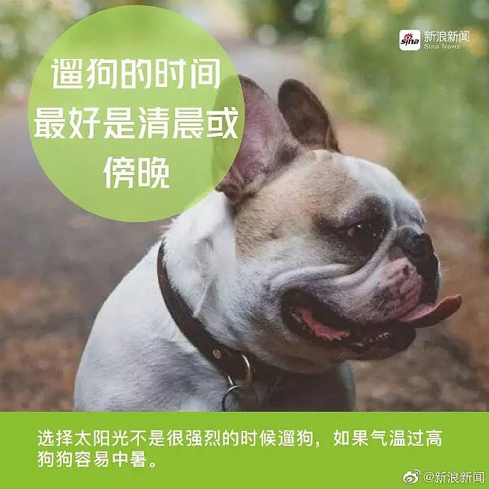 警方跨省抓狗？是的，这件事在上海发生了! - 22