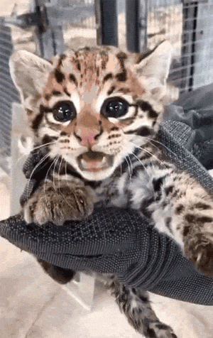 这动物园的一只美洲豹猫宝宝，这嘴张得好大，让人看了好怕怕！ - 4