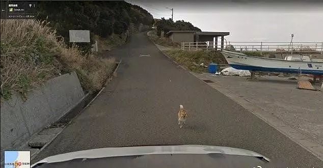 Google街景再现“神操作”，给狗狗脸部打马赛克 - 7