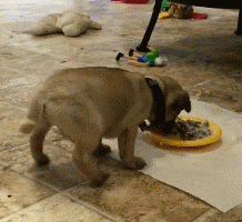 只有小奶狗才会的特殊技能，吃饭时把屁股撅上天！ - 7