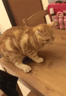 猫突然冲进麻将桌，捣乱后迅速消失，幸好监控拍到了，笑屎！ - 6