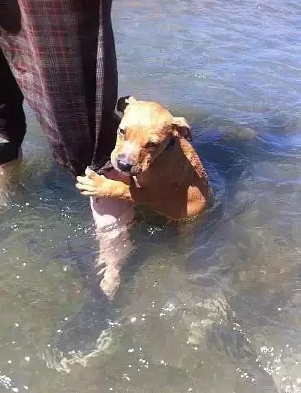 狗子下水之后发现就自己不会游泳，好尴尬呀… - 6