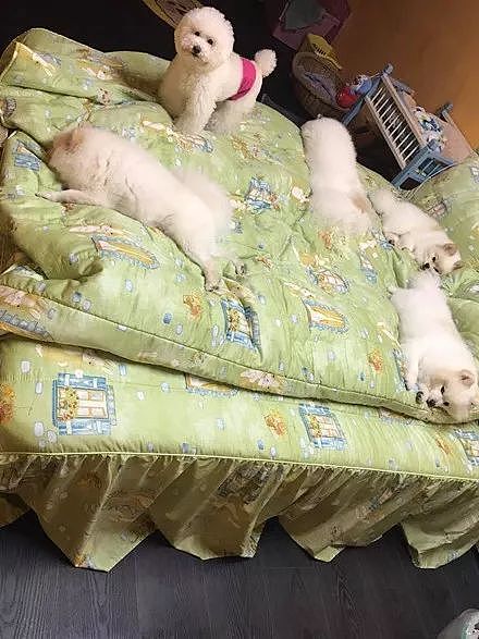 五只狗狗把床占满了，铲屎官吐槽自己没地睡，网友支招笑喷了！ - 1