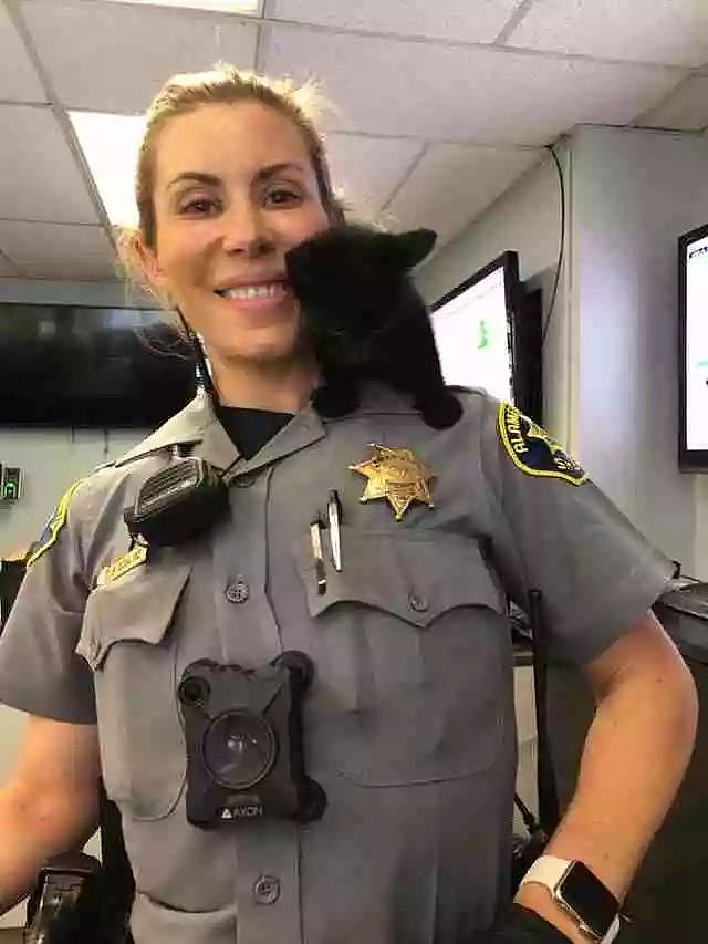 奶猫赖在警局办公室里：请让我成为一名猫警察吧！ - 5