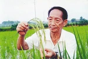 太了不起了，中国又创造了一个世界奇迹：在沙漠种出水稻 - 2