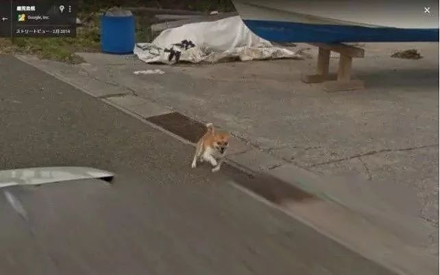 Google街景里出现了一只“阴魂不散”的狗砸...画风很魔幻！ - 2