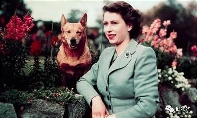 英国女王的柯基去世，她说再也不会养狗了…… - 5