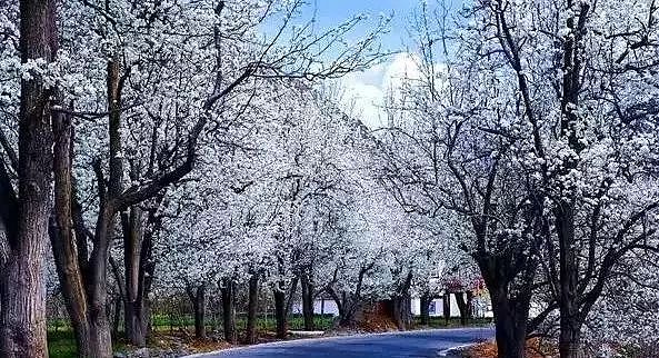 四川有个世界罕见的古梨仙境，一下梨花雪，就惊艳了整个春天！ - 22