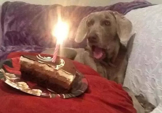 狗狗看到蛋糕的高兴样，你还觉得买蛋糕这事多余吗？ - 8
