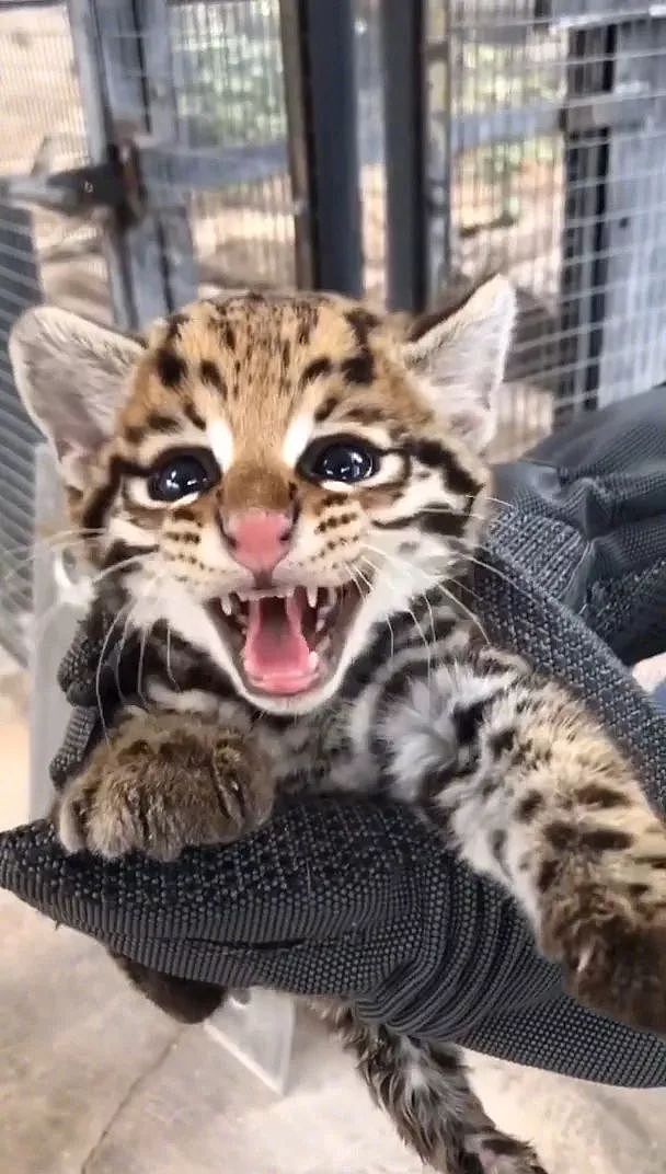 这动物园的一只美洲豹猫宝宝，这嘴张得好大，让人看了好怕怕！ - 2