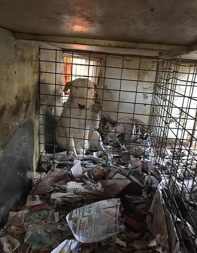 110只狗惨被虐待！将它们关在满地粪便尿液囚牢的女主人获刑两年 - 5