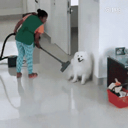 嘱咐阿姨给家里大扫除，可阿姨却拿着吸尘器走向了狗子... - 1