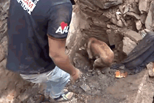印度水灾后，人们在废墟中发现一只疯狂刨土的狗…… - 3
