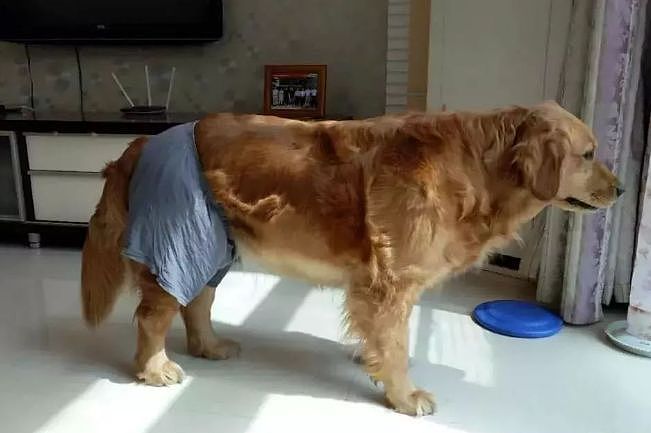 狗狗来“大姨妈”，穿上网友自制的生理裤，总觉得哪里不太对…… - 12