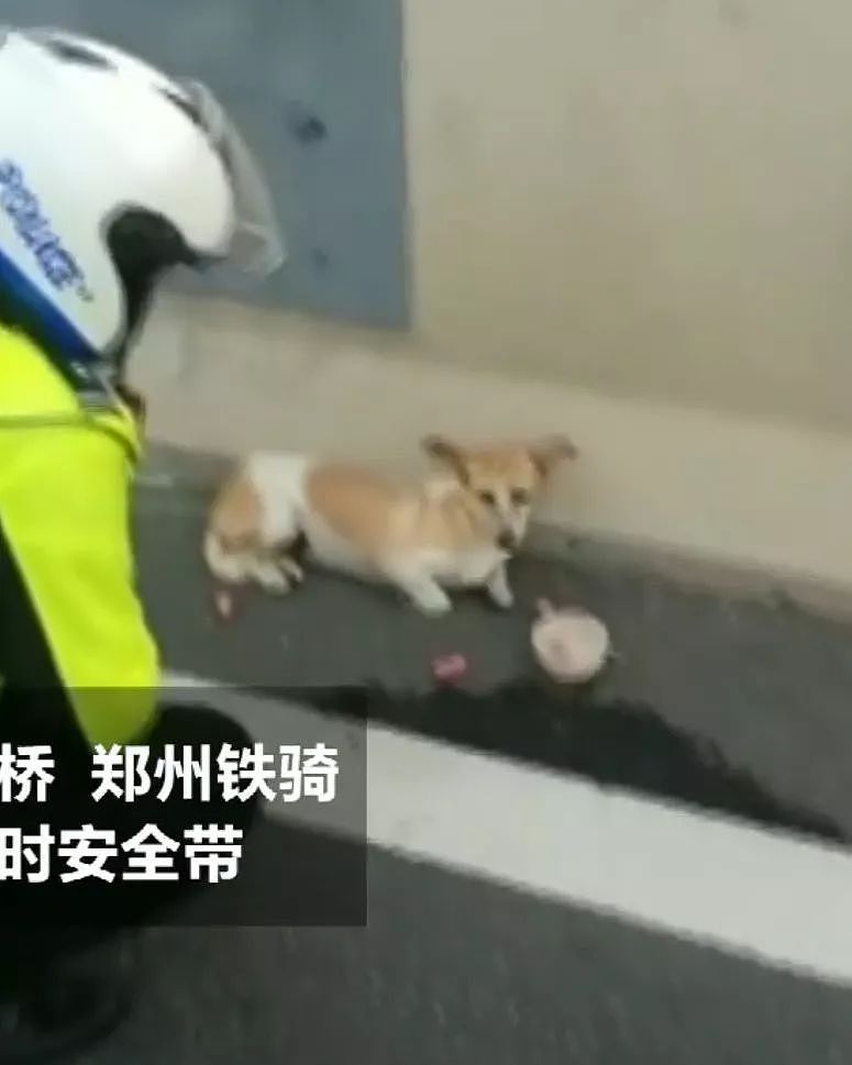 流浪狗被困高架桥，交警霸气拦截车流保护它 - 1