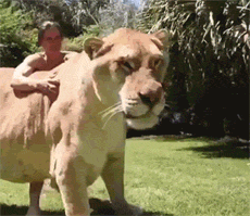 狮虎兽，这是我见过的最大的猫咪了，也太大了吧，感受下！ - 1