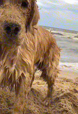 金毛第一次去玩沙子，开心的像个傻子，金毛：走的时候不用叫我了！ - 1