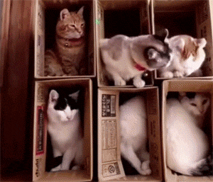 主人给6只猫做了2层纸盒窝，以为它们会乖乖的，结果... - 2