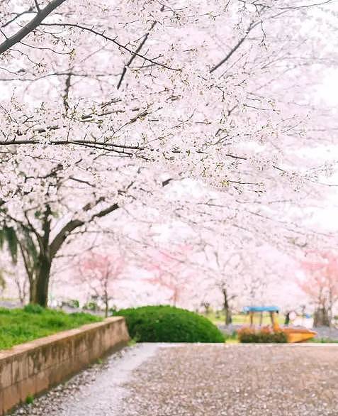 何必远赴日本，中国这8个超浪漫赏樱地，最便宜6元就可出发！ - 47