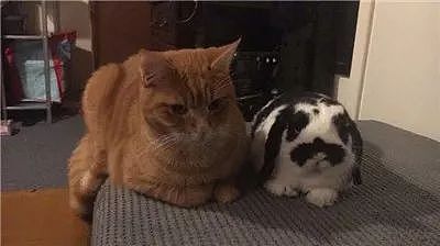 这2只由兔兔带大的猫咪，不仅喜欢霸占兔窝，还喜欢围观兔兔吃饭。 - 9