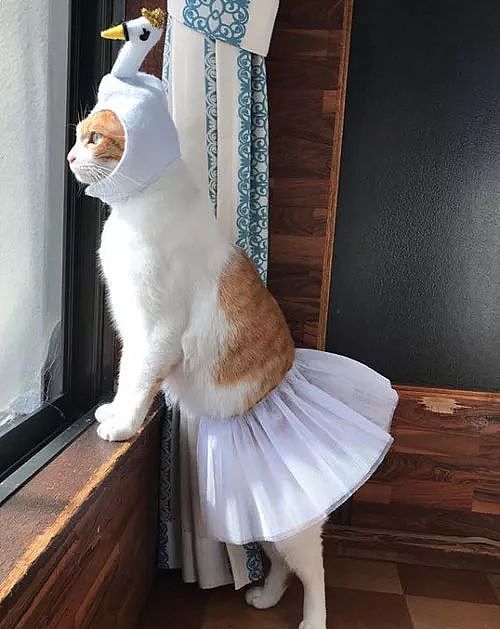 主人给猫穿上天鹅装，还挺好看的，就是这舞者体型是不是有点大了？​ - 1