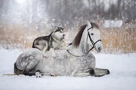 主人拍摄下哈士奇跟马在雪地里的合照，简直美爆了.... - 1