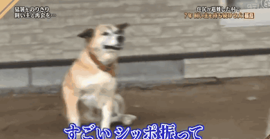 日本福岛大地震后，百只柴犬依旧死守家园… - 5