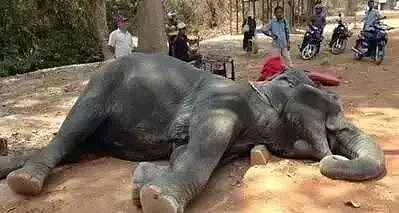 泰国全网禁播！大象旅游业背后的真相…… - 12