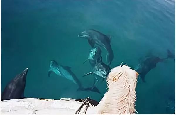 狗狗和海豚一起游泳，画面美呆了！ - 6