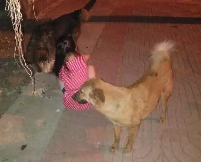 小女孩扛食物喂街边流浪狗，为表示感谢，狗狗每天护送她回家！ - 2