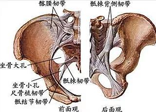 驼背、盆骨前倾的自我矫正方法, 胸部圆挺,顺便增高2~4cm ▏瑜伽解剖学 - 4