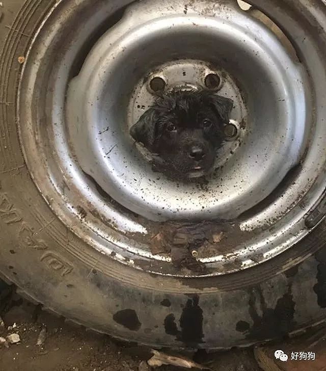 小奶狗被卡轮胎，最后消防员机智的把它救了出来！ - 1