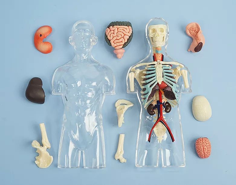 果壳人体解剖“博物馆”迎来新藏品！可以吃的那种～ - 29