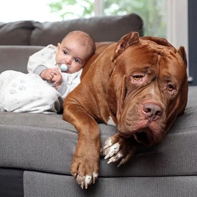 世上有一种爱叫：当宠物狗遇上小Baby - 3