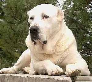 世界十大最凶的狗，每个都是“洪水猛兽”！ - 10